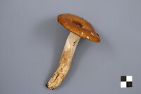 Russula illota image